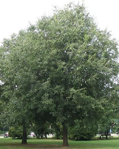 Bagolaro
