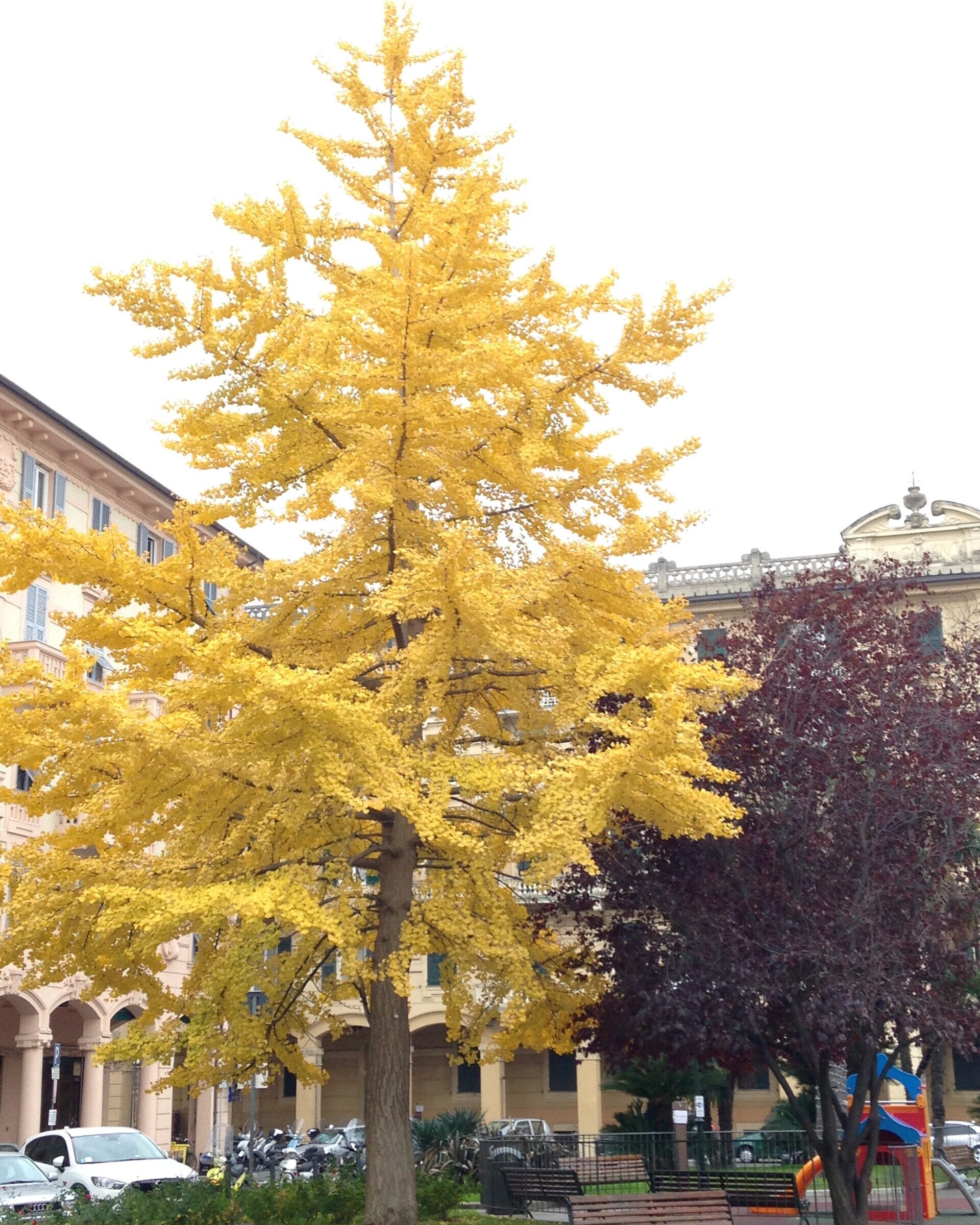 Ginkgo Biloba