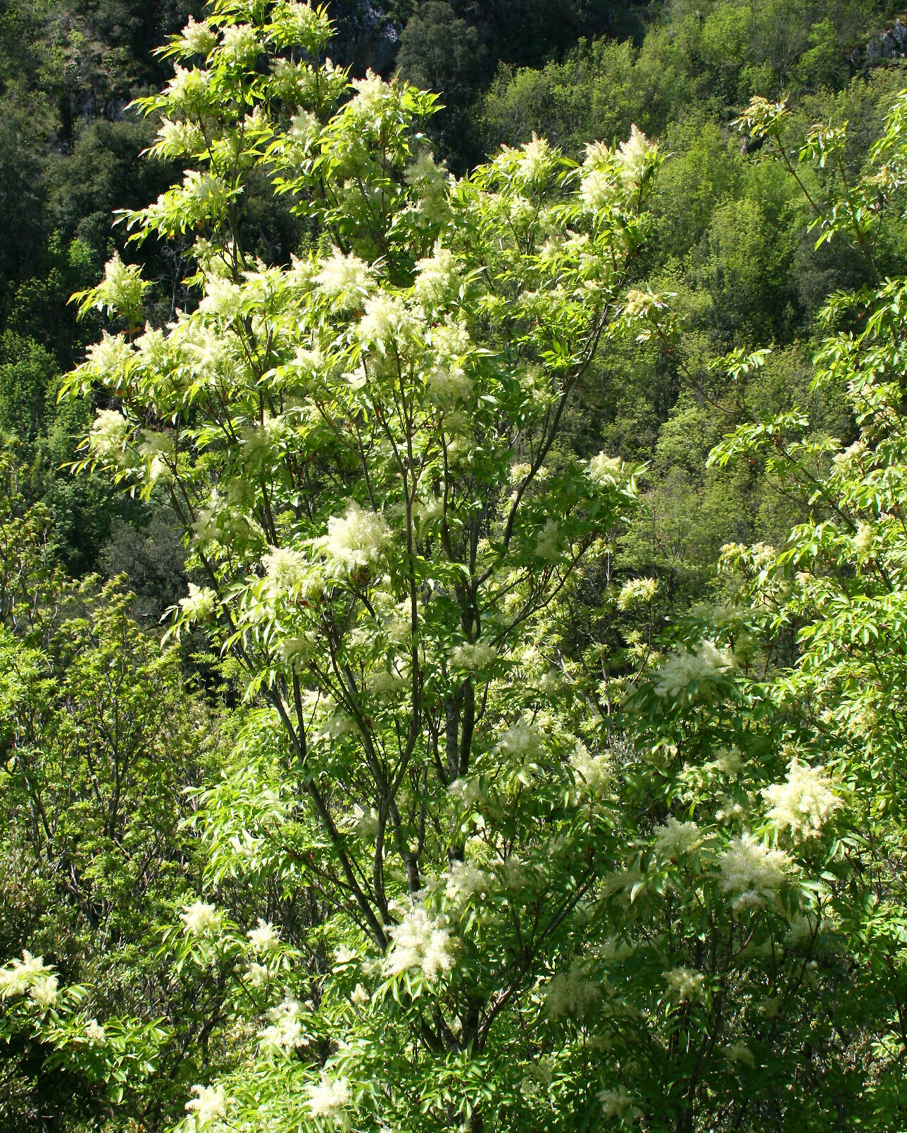 Frassino minore